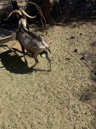 Goats 1