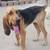 Blood Hound Male 3 thumbnail