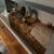 Banana pied ball python 2 thumbnail