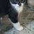 11 Week Old Kittens Need Furever Home 2 thumbnail