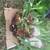 Stag horn fern 2 thumbnail