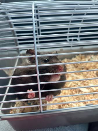 Hamster for Rehoming (Manchester)63873145325059124
