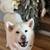 $35.00/Night Dog Boarding - Cozy Stays & Belly Rubs! 22 thumbnail