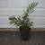 Dwarf Sugar Palms ///// ARENGA engleri 3 thumbnail