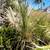 -- Mexican Grass trees -- Dasylirion longissimum 10 thumbnail
