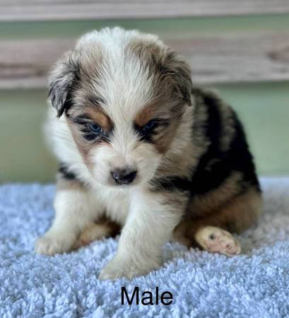Australian Shepherds (standard size): 1