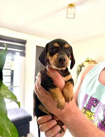 Dachshund puppies available Weiner dogs 1