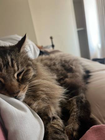 Lost Cat (Vallejo)63891026648961120