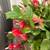 Large Red and Orange Christmas Cactus in Full Bloom 5 thumbnail