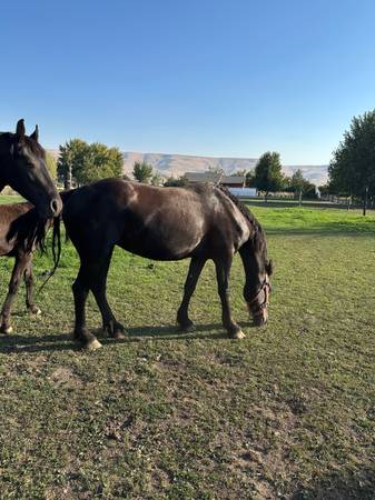Friesian mare (Prosser)63922852586882120
