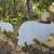 Momma Bear & Cubs Yard Art 7 thumbnail