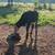 Heifer 2 thumbnail