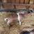 Amazing Alpine Pack Goats 7 thumbnail
