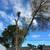 Juan The  Tree Guy  LLC 4 thumbnail