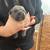 Iccf cane corso 5 thumbnail