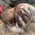 Chickens Bantam Cochin breeding pair show quality 1 thumbnail