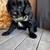 Mini labradoodle 2 thumbnail