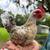 Serama roosters 2 thumbnail