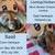 Mini Plush Lop/Holland Lop, Lionlop/Holland, and Mini Rex Rabbits 10 thumbnail