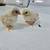 Serama chicks 2 thumbnail