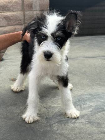 Rehoming husky//poo puppies63870036955139121