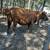 Red Angus Cows 1 thumbnail
