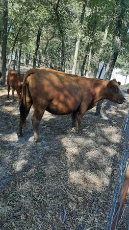 Red Angus Cows 1