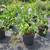 Citrus trees 3 thumbnail