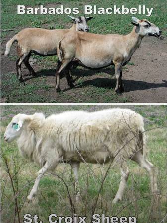 I am looking for pure breed parasite resistant lambs 1