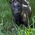 Belgian Malinois 11 thumbnail