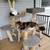 $ Cat Trees & Scratching Posts $ 2 thumbnail