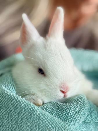 Netherlands Dwarf mix 1