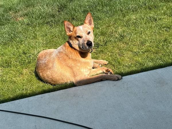 2 year old Red heeler / "Australian cattle dog"63961118830467120