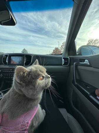 Sweet Exotic Lilac British Shorthair Cat Needs Her Forever Home! (Crystal Lake)63844234030851122