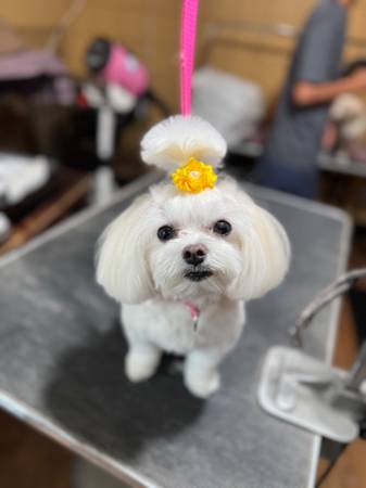 La Jolla Grooming Shop/Bather/Brusher 1