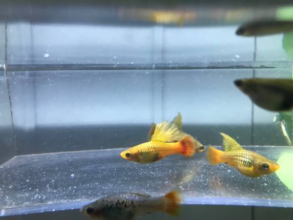 Platy variatus 1