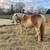 12 year old halflinger gelding 1 thumbnail