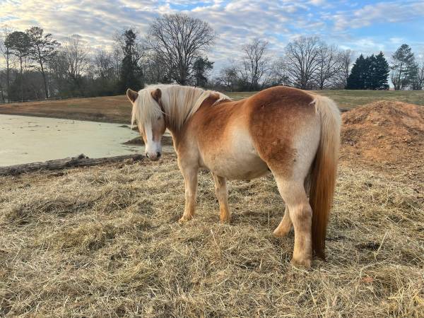 12 year old halflinger gelding 1