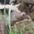 Herd of Mangalitsa Pigs 9 thumbnail