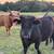 Mini moos!! 9 thumbnail