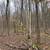 Excellent wooded property, mature hardwood timber! 6 thumbnail