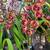 Cymbidium orchids 3 thumbnail