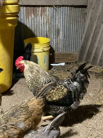 Roosters 1