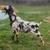 Nubians 18 thumbnail