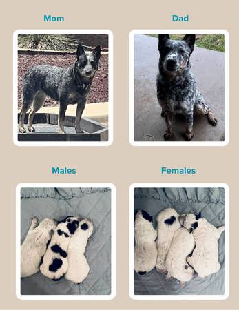 Blue Heeler Puppies 1