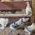 Seabrights, Bob whites , ducks chickens 2 thumbnail
