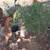 Laying Hens 2 thumbnail