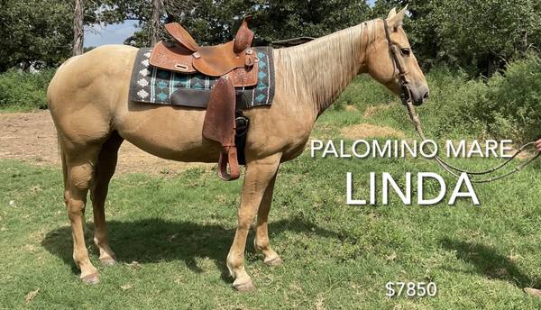Palomino Quarter Horse Mare 1