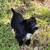 Miniature Schnauzer puppy 2 thumbnail