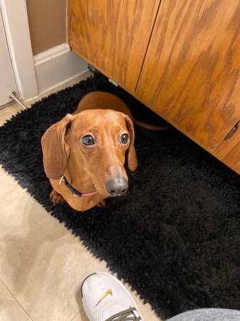 Cachorros de Dachshund miniatura63443593141505123